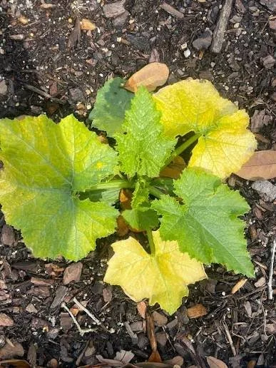 A young squash plant viewed from above, with its older outer leaves turned uniformly pale yellow while the new leaves at the center remain bright green.