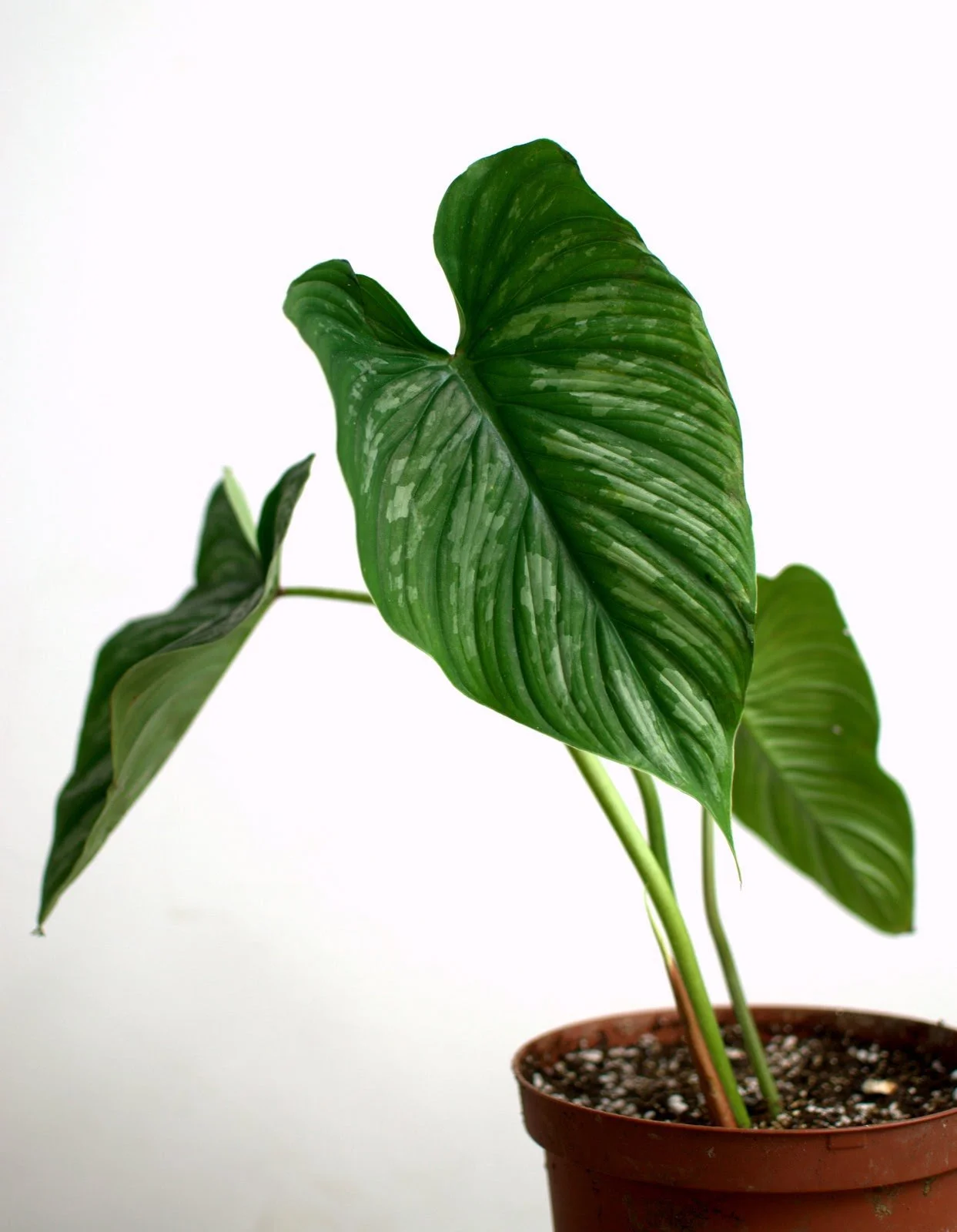 Philodendron