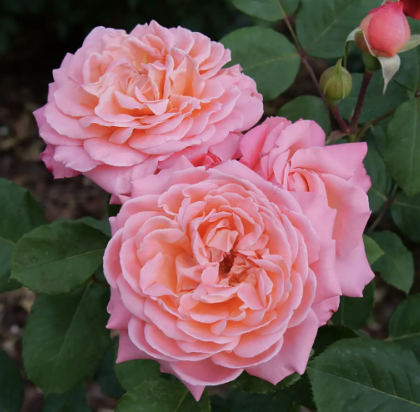 Reminiscent Coral Rose