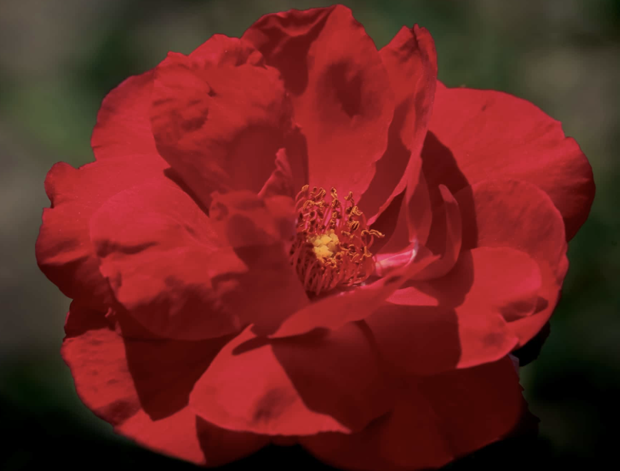 Blaze Improved Rose