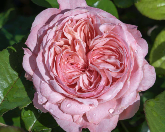 Romantica Ball Gown Rose