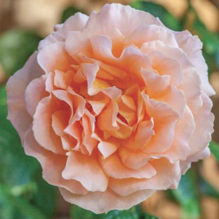 Polka Rose
