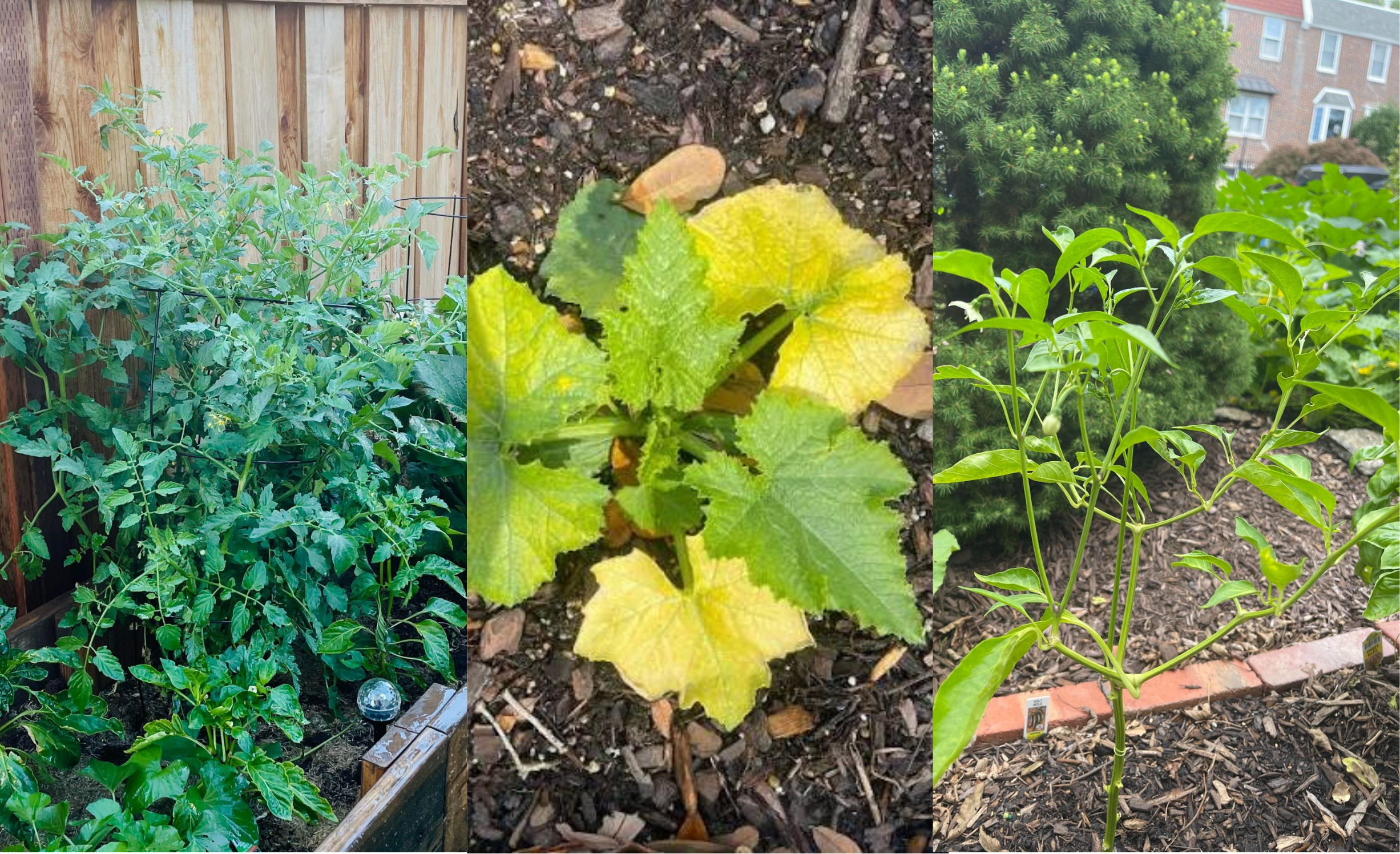Three vegetable garden photos side by side: a tall leafy tomato plant with no fruit, a squash plant with older leaves turned uniformly yellow while the center growth stays green, and a thin pepper plant with a single small pepper.
