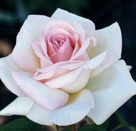 Francis Meilland Rose