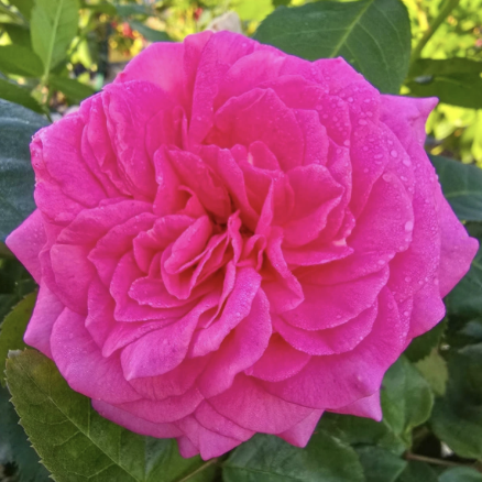 Time After Time Rose