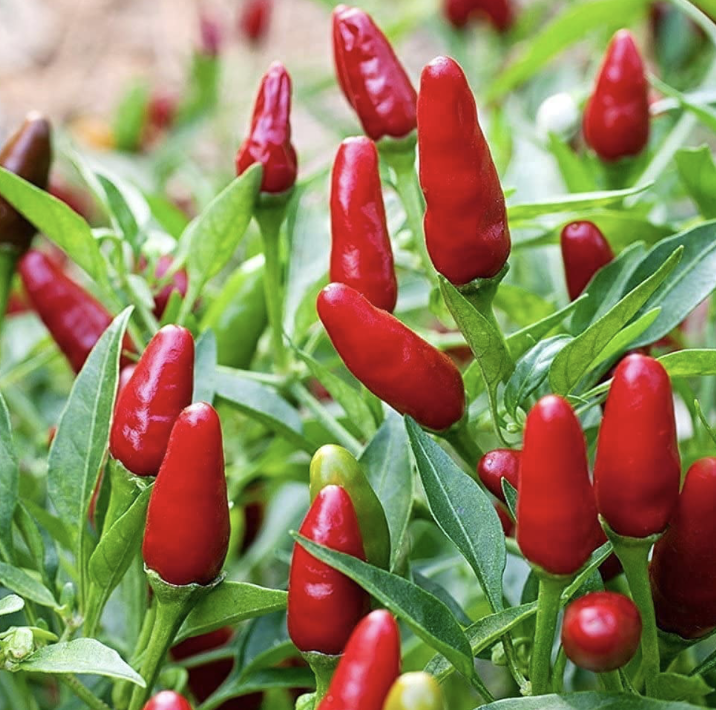 Thai Garden Bird Pepper