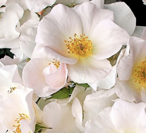 Sally Holmes Rose
