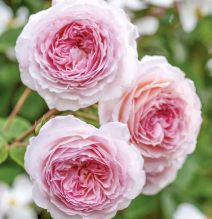 James Galway Rose