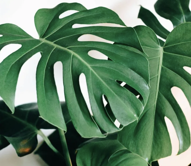 Monstera