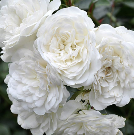 Seafoam Rose