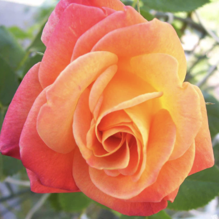 Joseph's Coat Rose