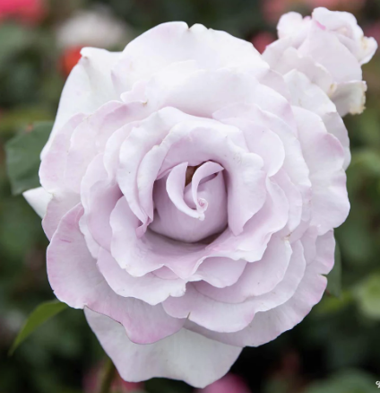 Stainless Steel Rose