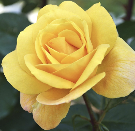 Radiant Perfume Rose