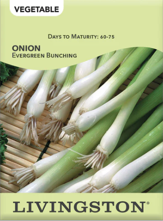 Onion Evergreen Bunching