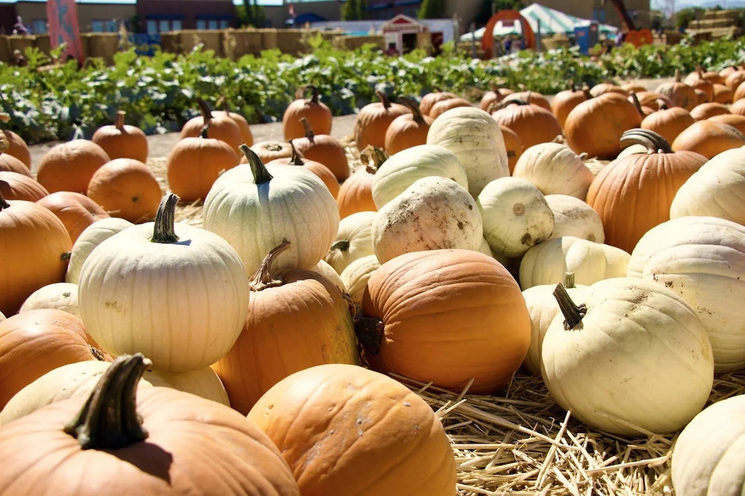 Schmidt's Pumpkin Patching showing a field of orange and white pumpkins on straw, with garden and farm structures in background under a clear blue sky.