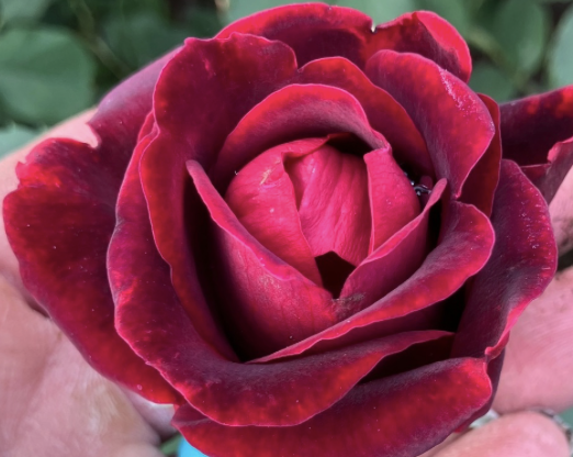 Oklahoma Rose