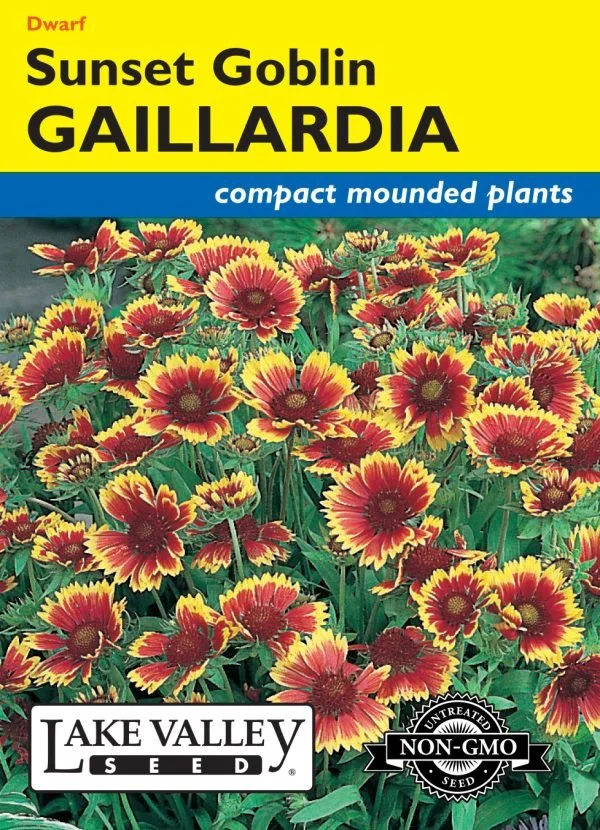 Gaillardia Sunset Goblin