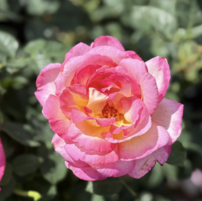 California Dreamin' Rose
