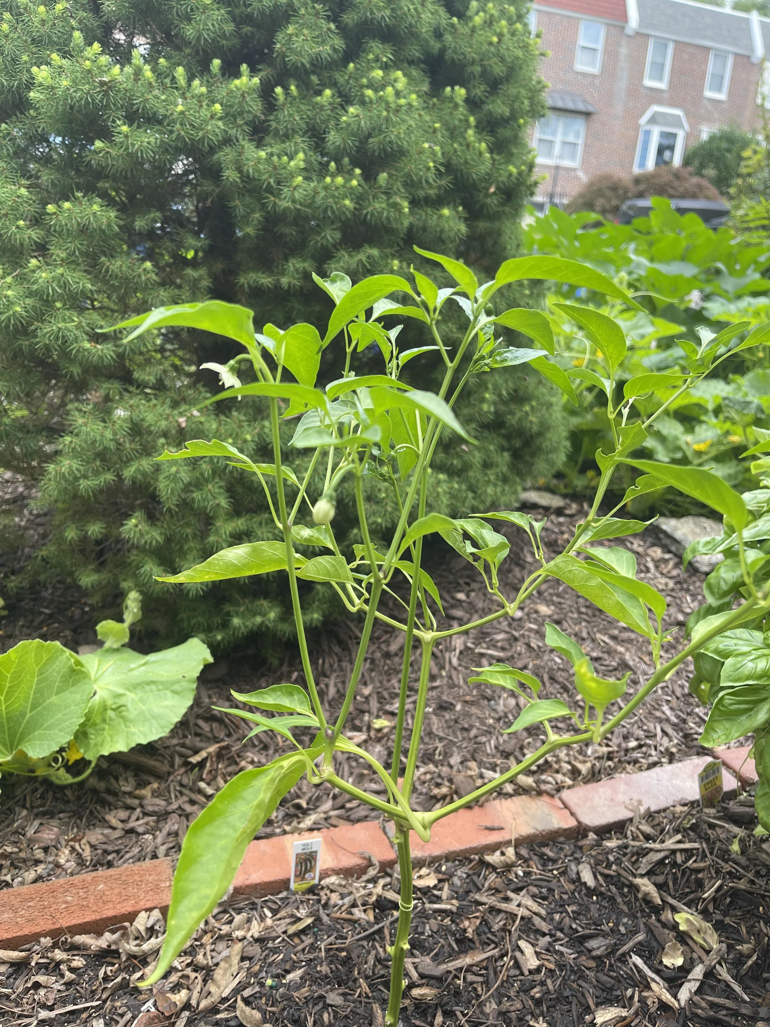 A thin, leggy pepper plant with sparse pale-green foliage and long bare stems, bearing only a single small pepper and a few unopened buds.