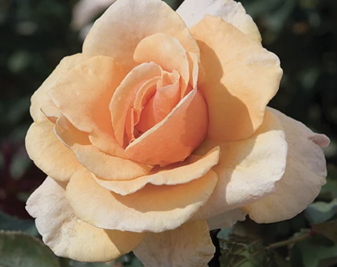 Brandy Rose