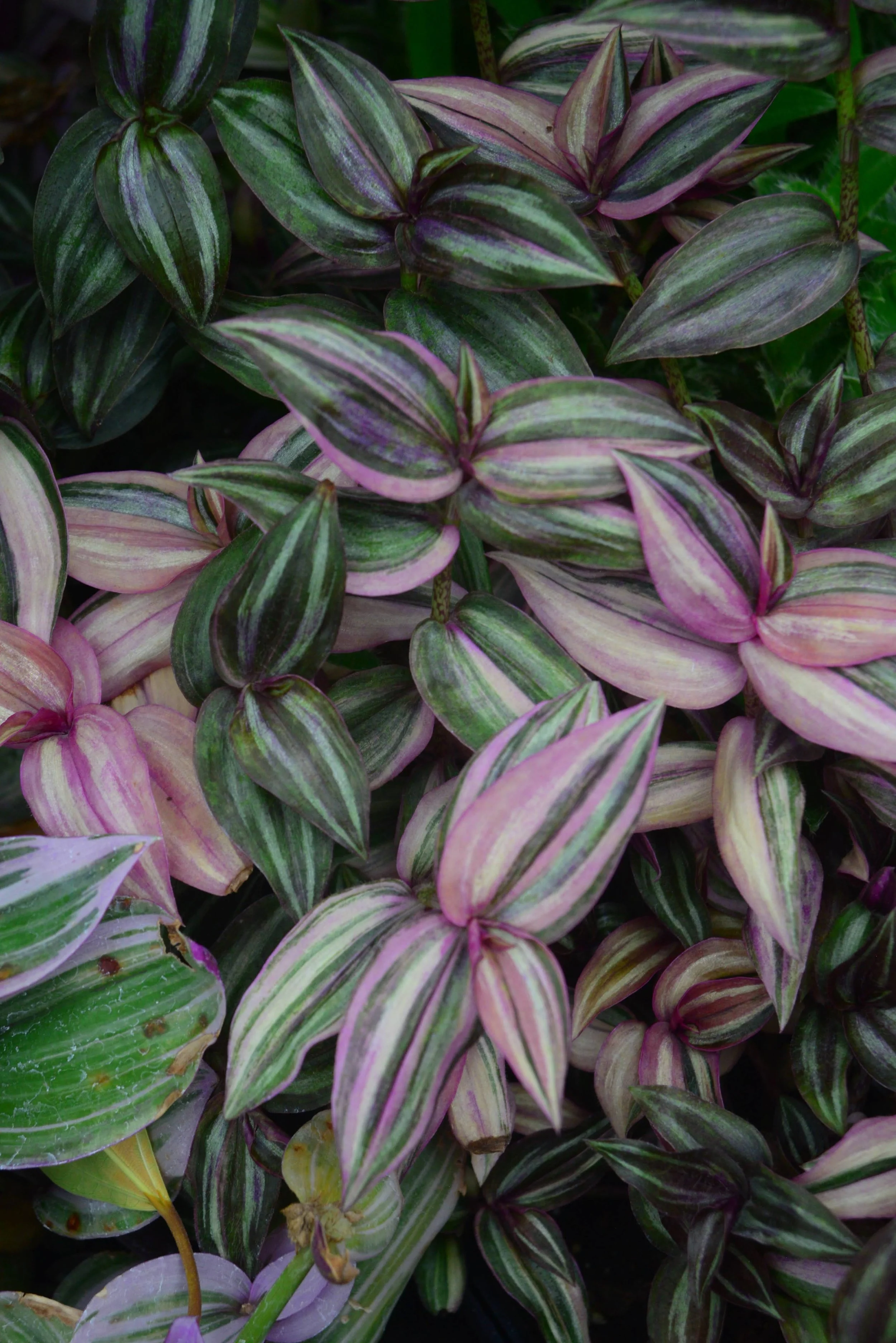 Tradescantia