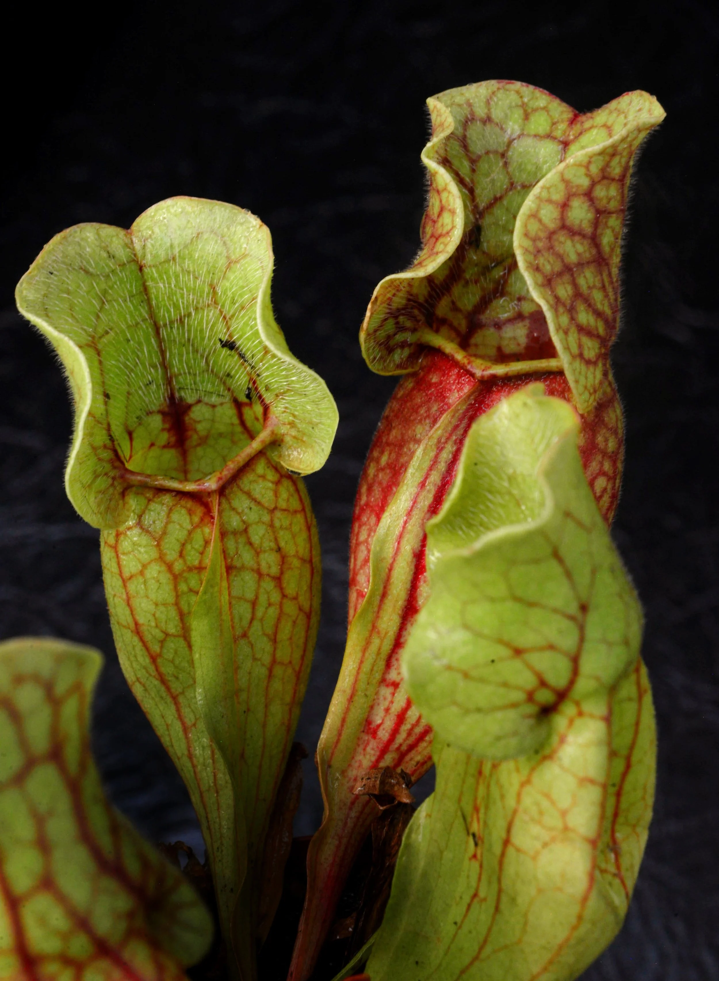 Carnivorous Plants