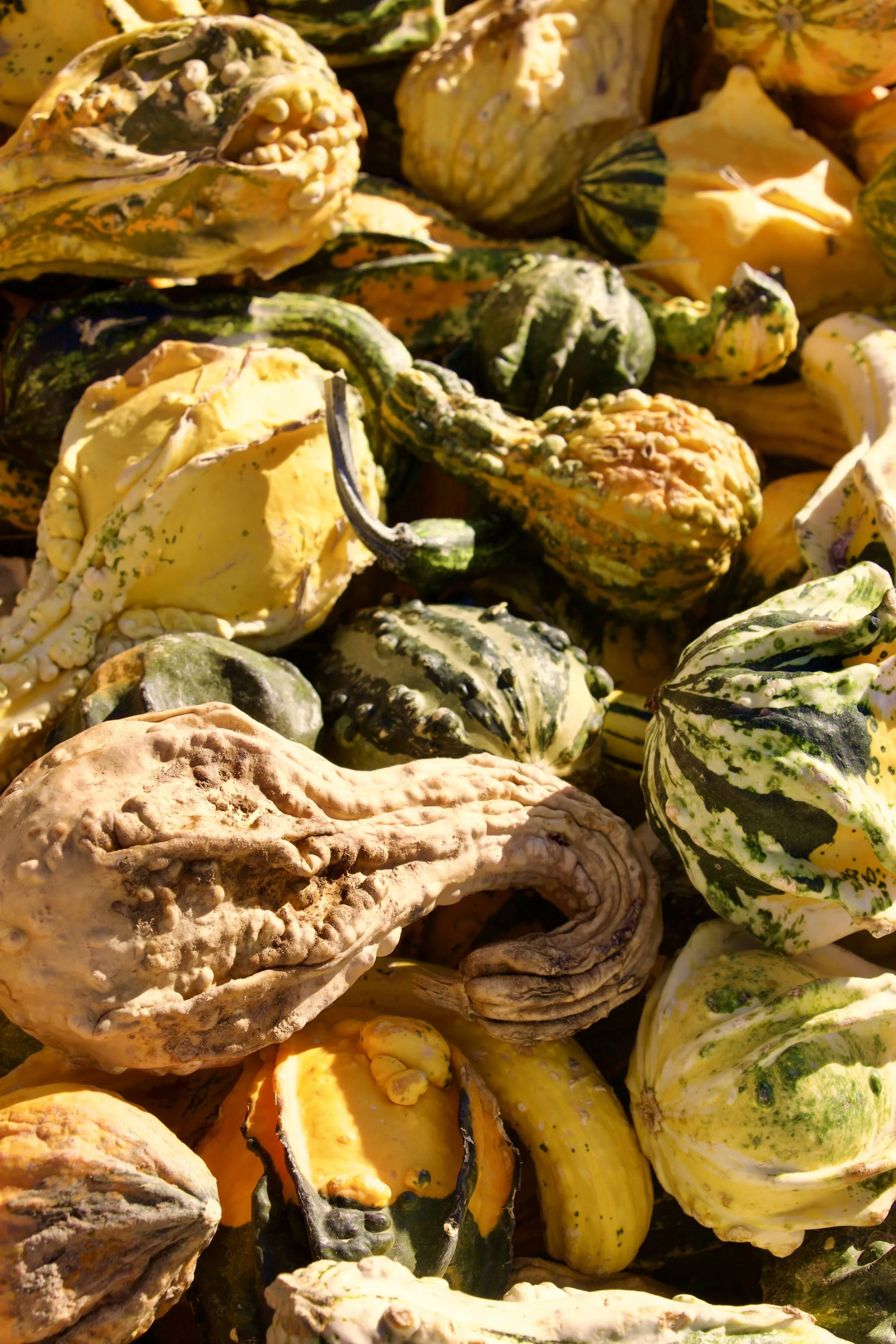 Unique gourds used for fall decor