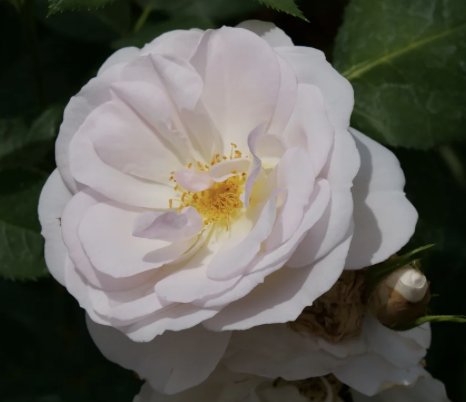 Flavorette Pear'd Rose