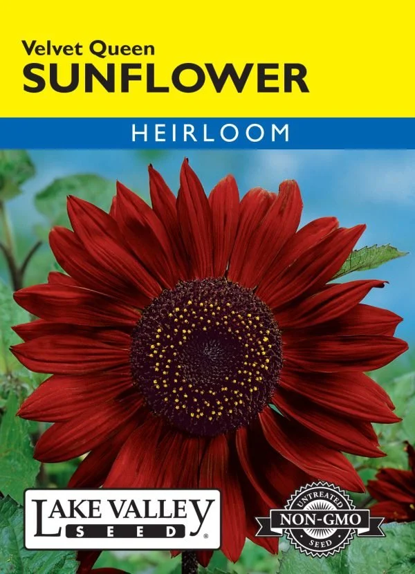 Sunflower Velvet Queen
