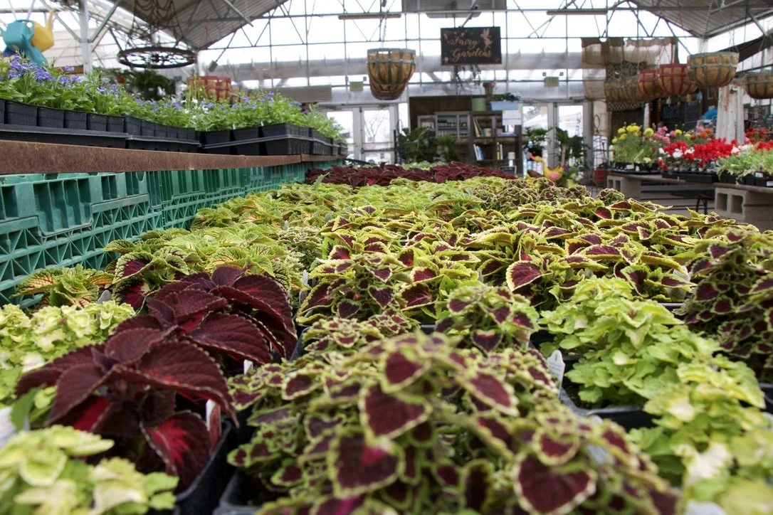 Potted colorful coleus plants with green, purple, and red foliage in a greenhouse.