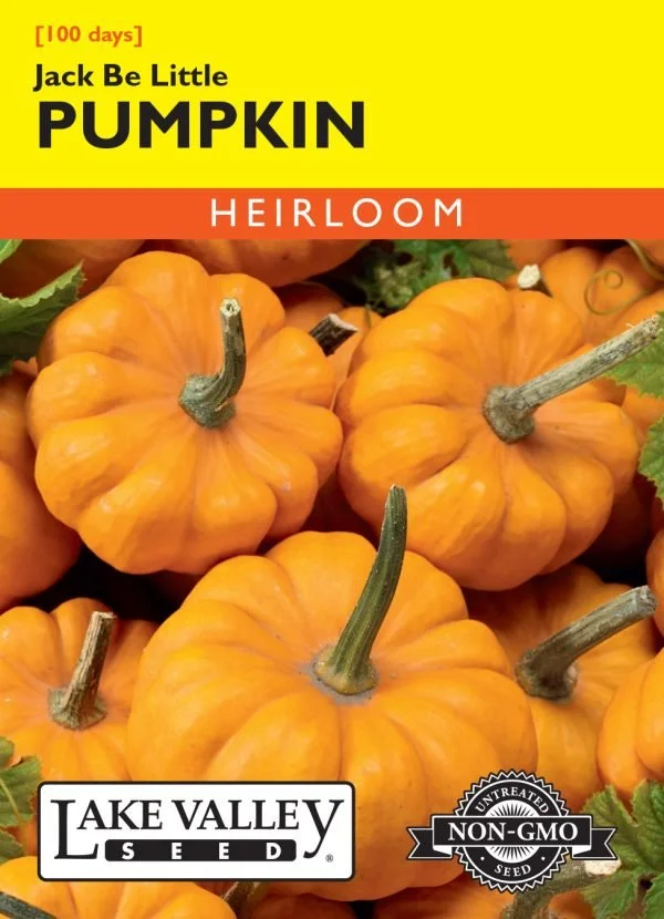 Pumpkin Jack Be Little Heirloom