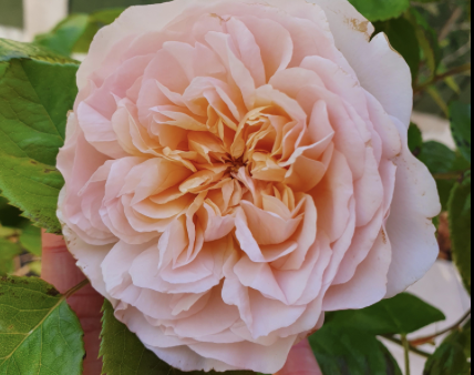 Emily Bronte Rose
