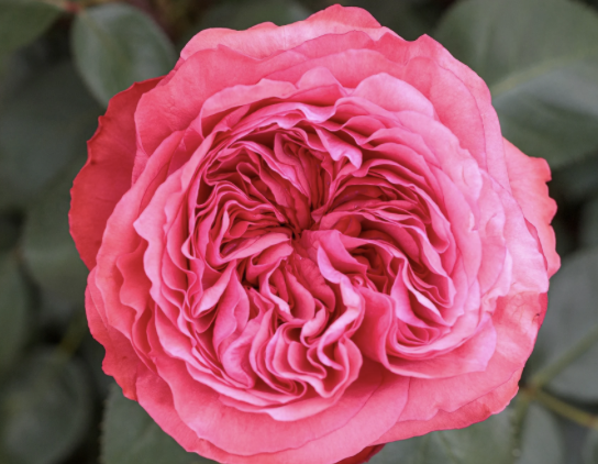 Loves Me Loves Me Not Rose
