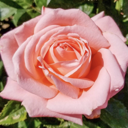 Heavenly Scented Rose