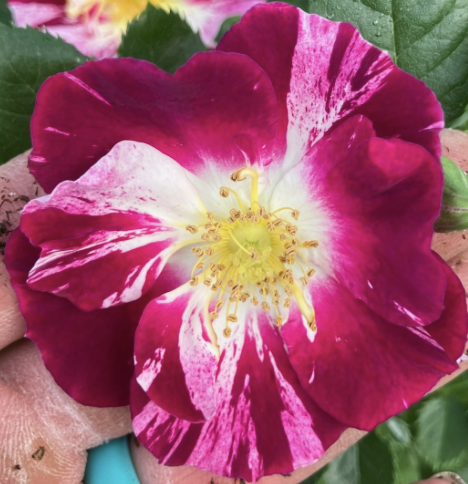 Purple Splash Rose