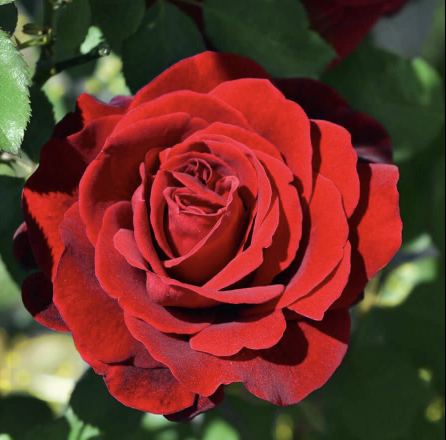 Don Juan Rose