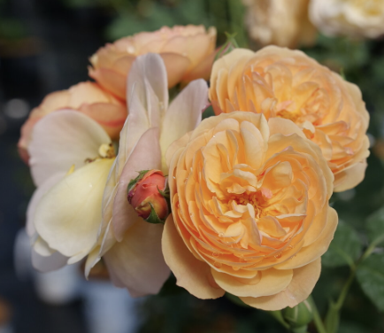 Flavorette Honey Apricot Rose