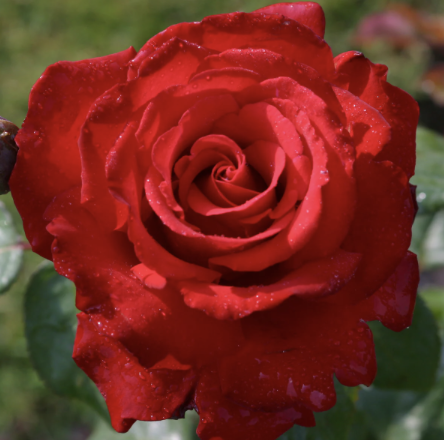 Grande Amore Eleganza Rose