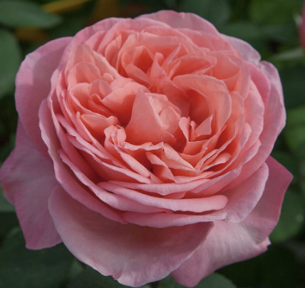Sweet Madamoiselle Rose