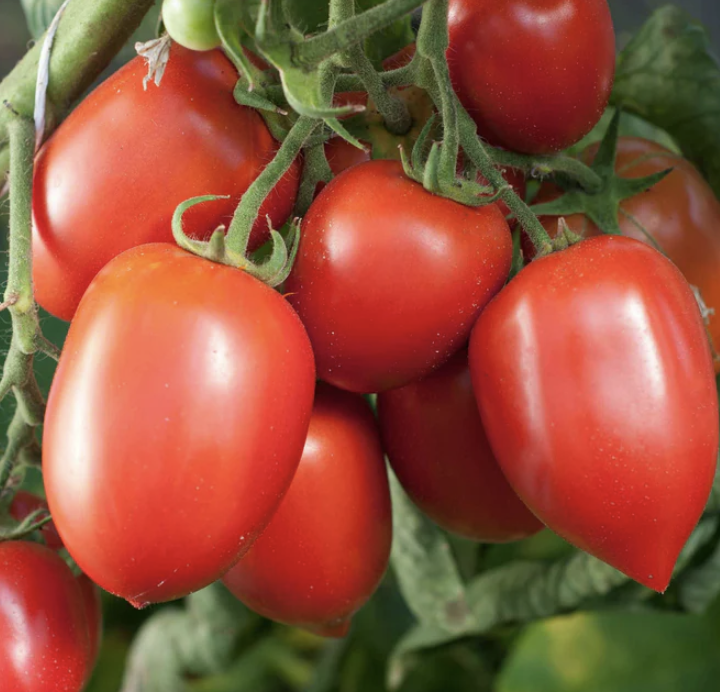 Amish Paste Tomato