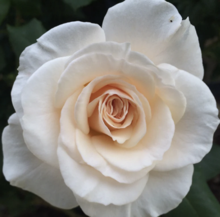 French Lace Rose