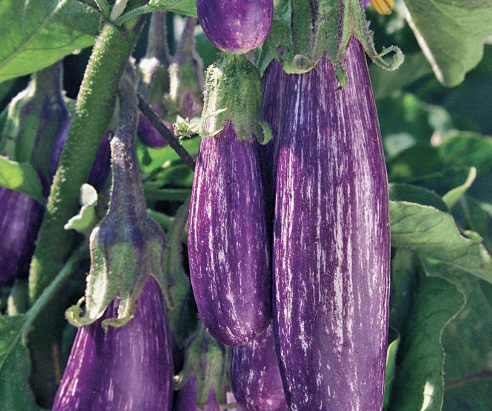 Fairy Tale Eggplant