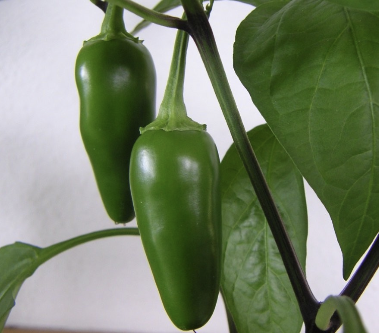 Fooled You Heatless Jalapeño 