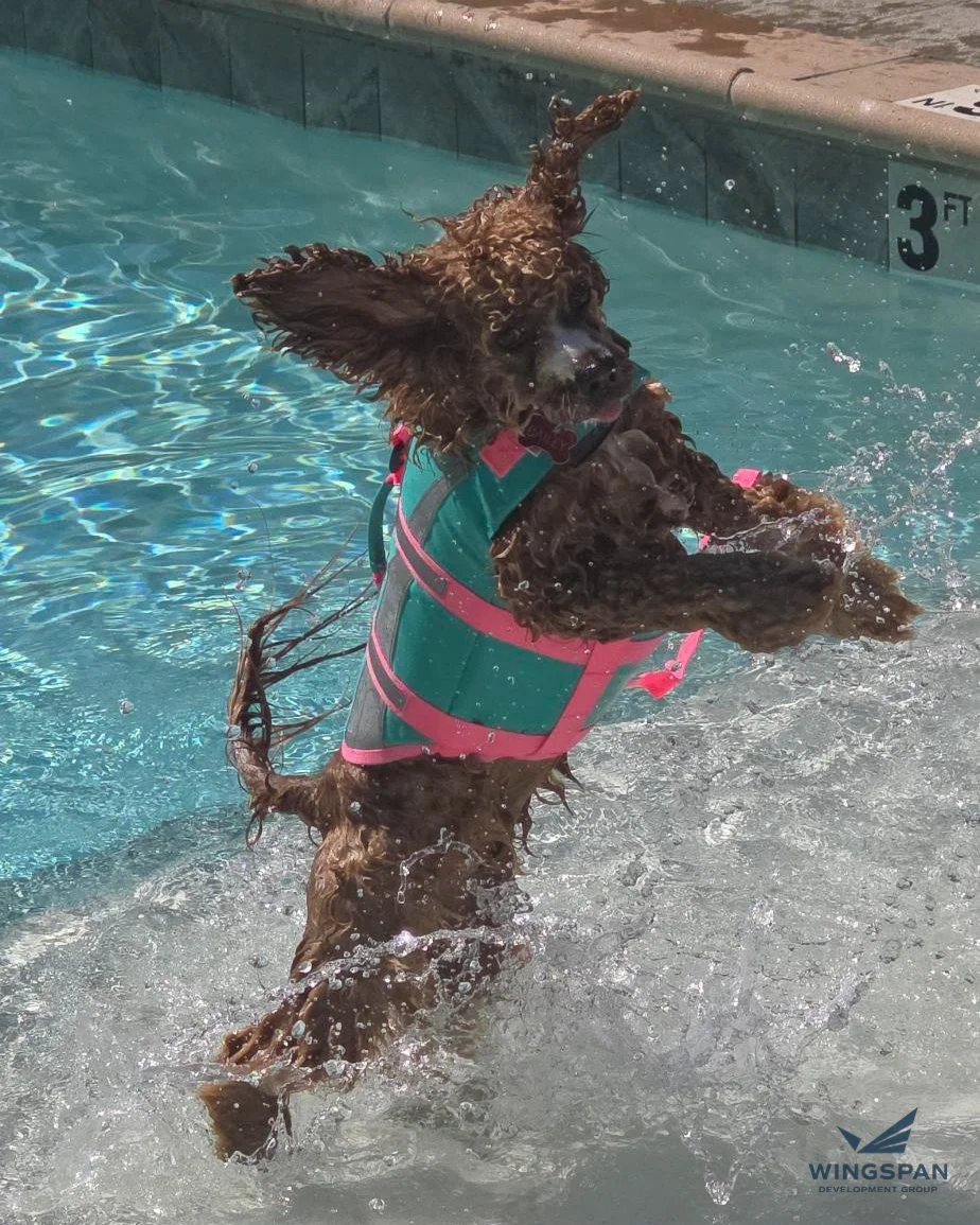 Human and canine residents alike had a blast at the Year-End Doggy Dip at @therubybrookfield! With pool season closing, the final swim goes to the pups on the property!
Annual doggy dips are just one piece of the full pet experience that Wingspan in