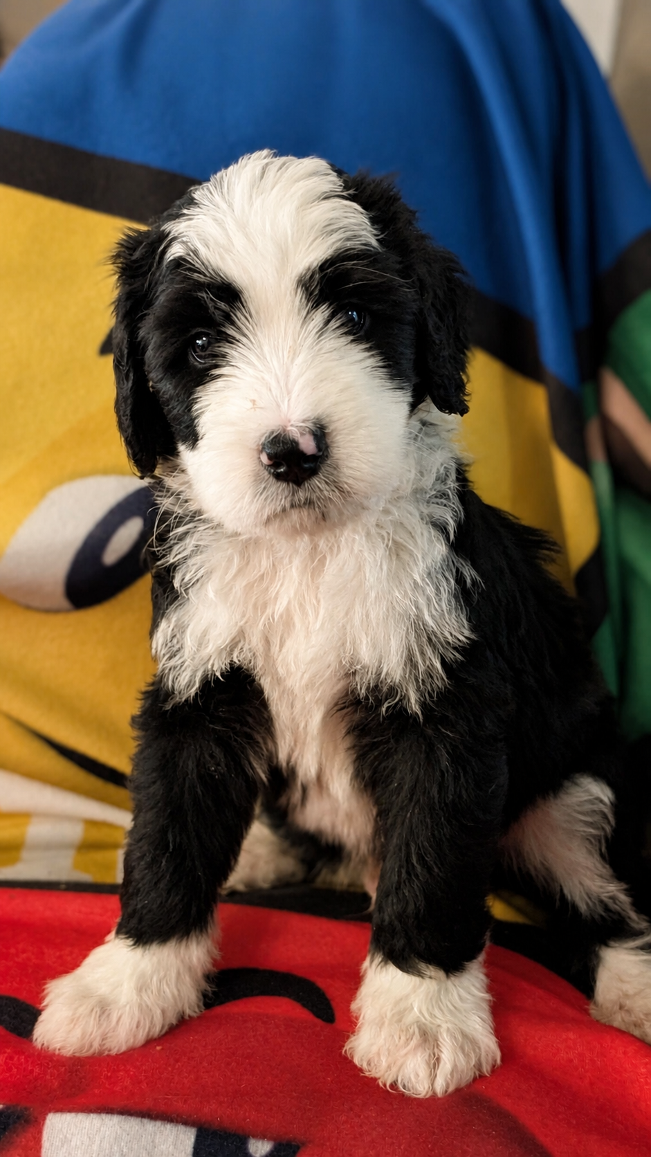 Zepplin black-and-white Bernedoodle puppy portrait