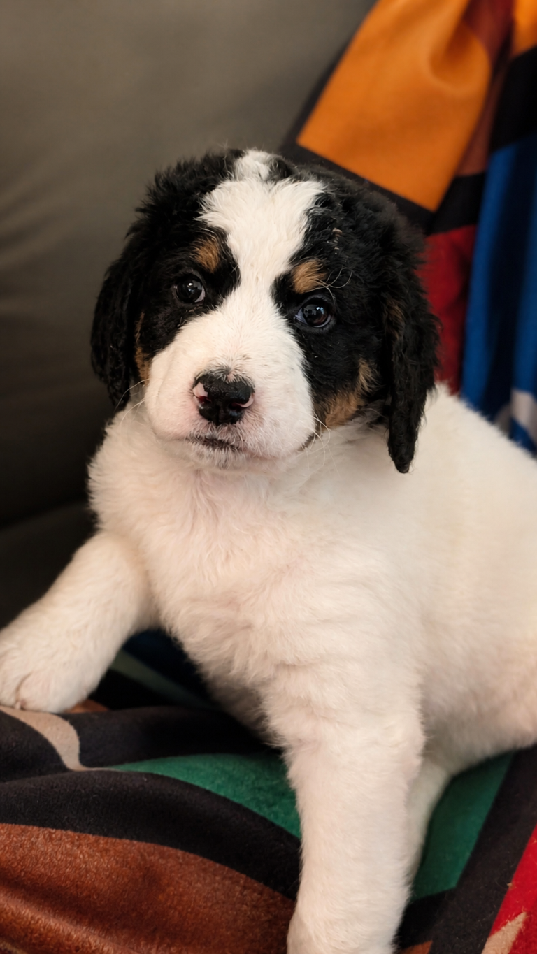Misty Blue, white-and-black parti F2b Bernedoodle puppy in Colorado
