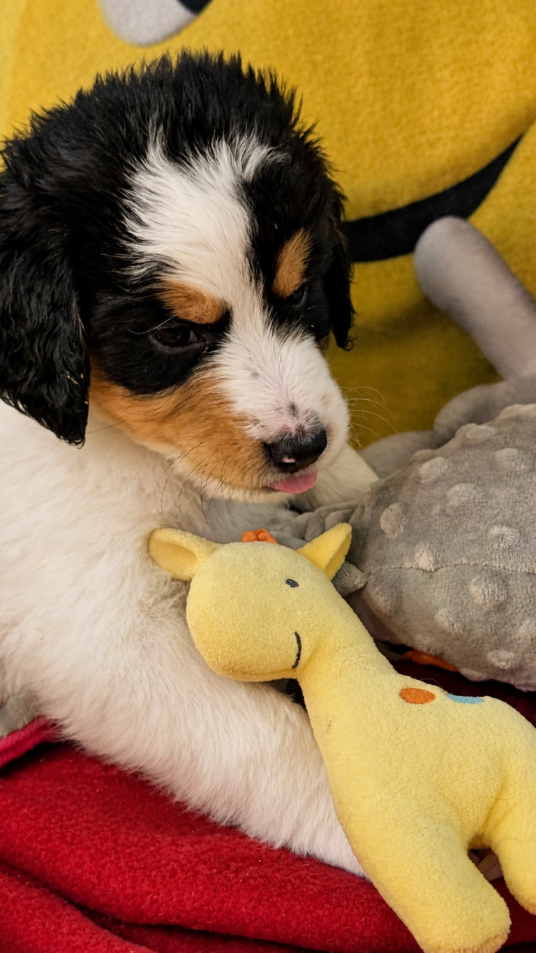 Deseree, white-and-black tri-color F2b Bernedoodle puppy in Colorado