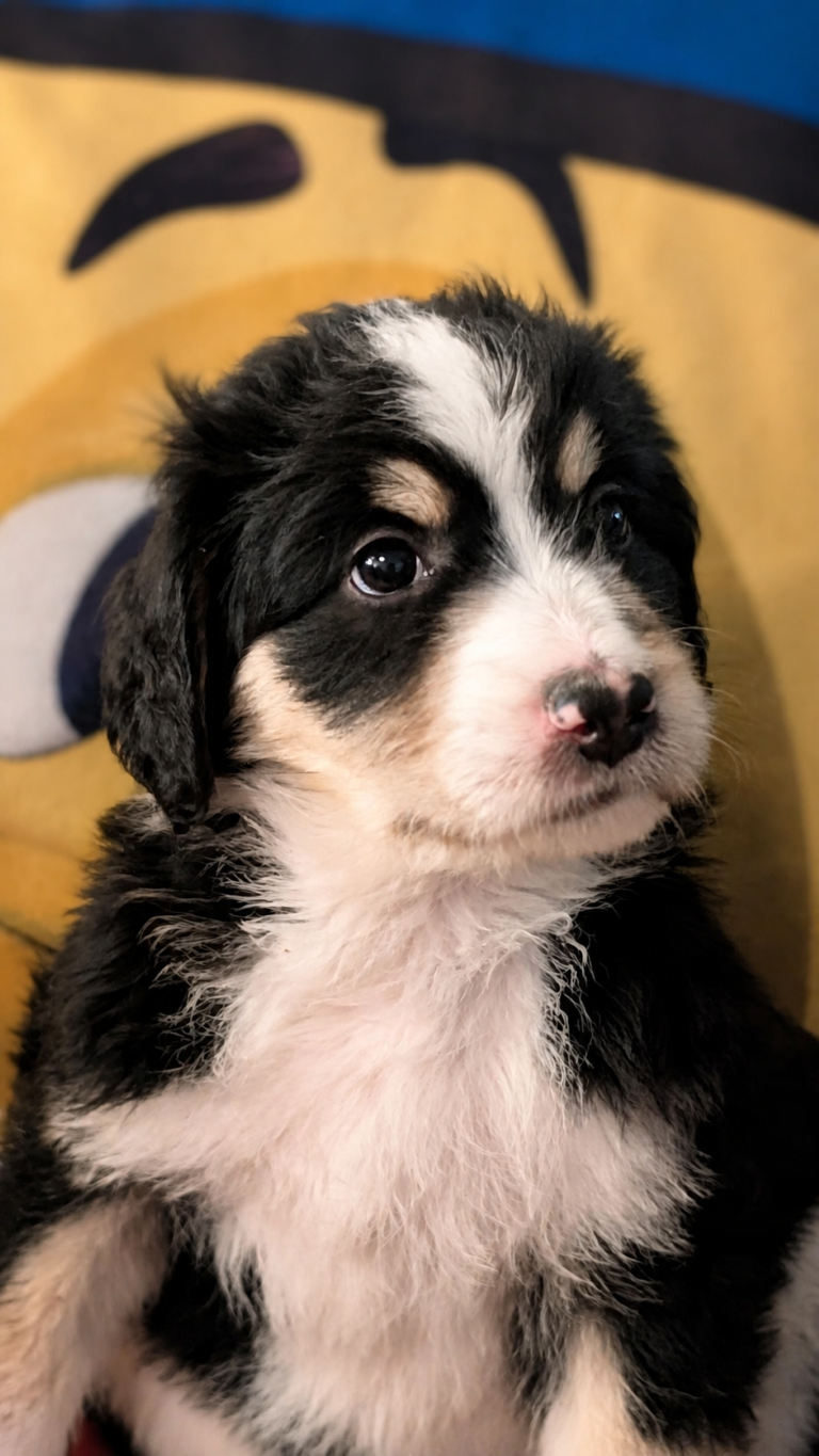 Daughtry, black tri-color F2b Bernedoodle puppy in Colorado