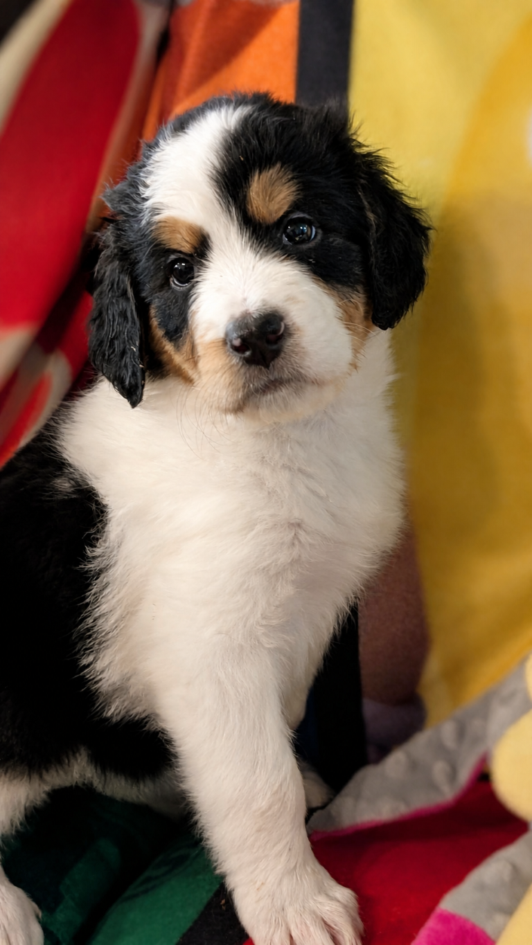 Deseree white-and-black tri-color Bernedoodle puppy portrait
