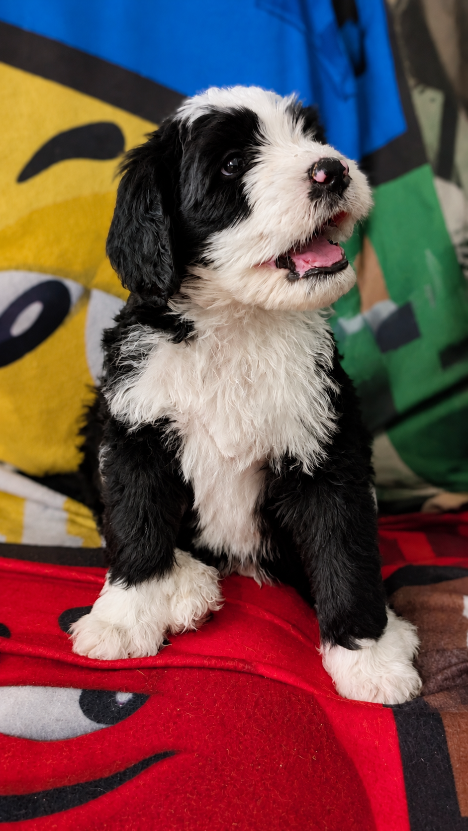 Zepplin, black-and-white F2b Bernedoodle puppy in Colorado